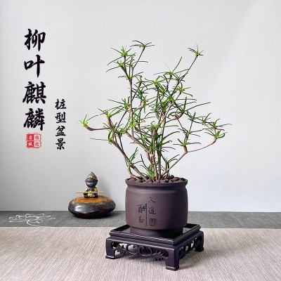 柳叶麒麟块根植物室内书房新中式茶几老桩盆景办公室造景绿植花卉图4