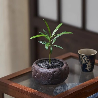 海岛罗汉松小盆栽指尖盆景室内绿植花卉客厅茶宠办公室桌面小植物图2