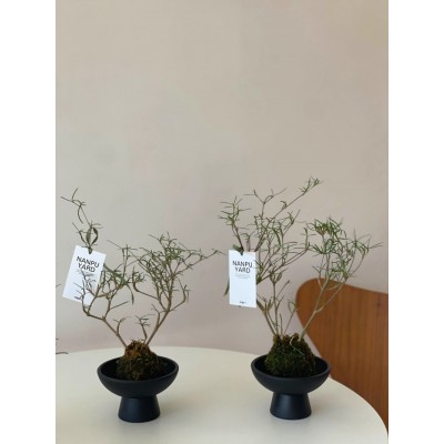 南蒲院子/柳叶麒麟造型苔藓球植物图2