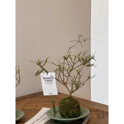 南蒲院子/柳叶麒麟造型苔藓球植物图4