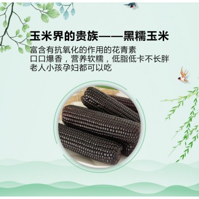 山西逅甜黑糯玉米220g*10支图2