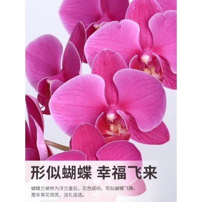 蝴蝶兰盆栽带花稀有花卉植物室内花真花苗带花苞单双剑好养活四季图5