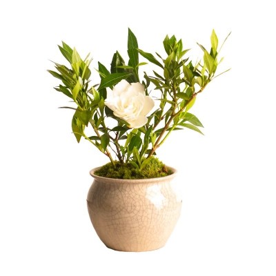 小叶栀子花盆栽四季盆栽植物室内好养办公室桌面带盆景开花小绿植图5