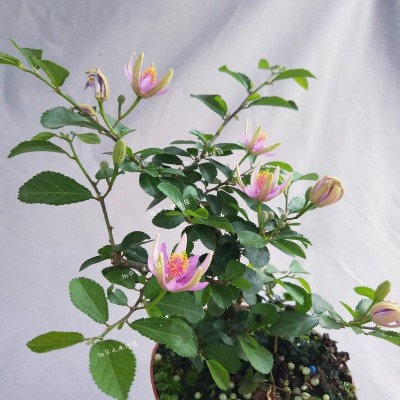 姬水莲木 木睡莲 树上的莲花 紫花白花米叶睡阳台 庭院绿植 盆景图2