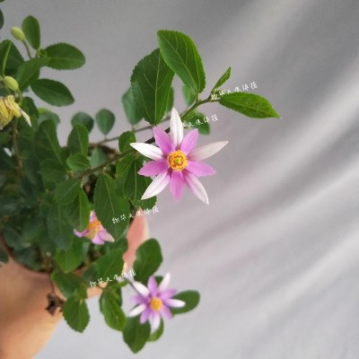 姬水莲木 木睡莲 树上的莲花 紫花白花米叶睡阳台 庭院绿植 盆景图3