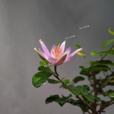 姬水莲木 木睡莲 树上的莲花 紫花白花米叶睡阳台 庭院绿植 盆景图4
