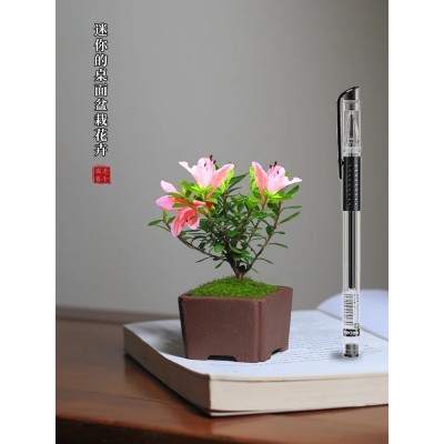 早乙女小町杜鹃姬杜鹃桌面小叶迷你花卉微型室内好养常青绿植盆栽图2