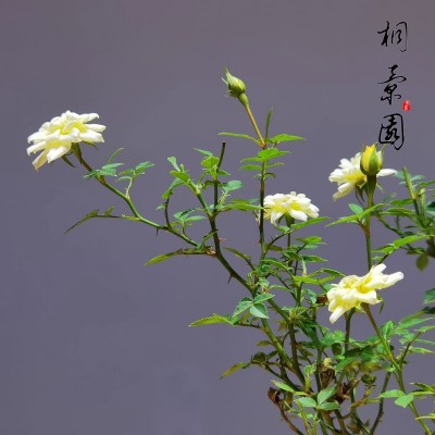 黄金雅玫瑰月季超微型月季日本天荷阳台窗台茶桌面小盆栽花卉文艺图4