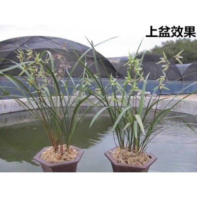 兰花苗细叶寒兰带花苞建兰四季兰墨兰春兰蕙兰阳台绿植物盆栽包邮图4