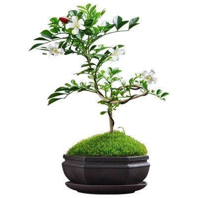 九里香盆栽七里香绿植浓香型花卉千里眼室内驱蚊植物盆景好养图5