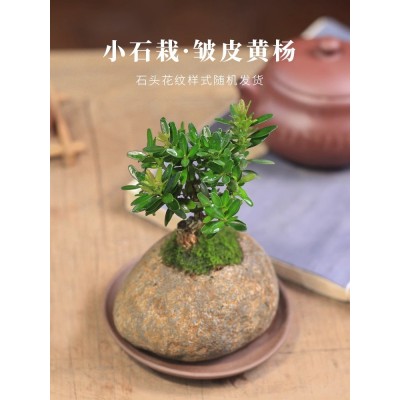 黄杨盆栽迷你植物办公室内石头盆景四季常青好养客厅花卉树面绿植图2