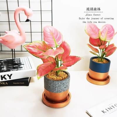如意粉皇后万年红盆栽植物室内桌面办公室耐荫花卉吸甲醛净化空气图2
