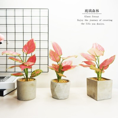 如意粉皇后万年红盆栽植物室内桌面办公室耐荫花卉吸甲醛净化空气图3