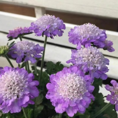 仙气飘飘蓝盆花 耐寒盆栽冬天开花花卉 多年生好养植物 轮峰菊图4