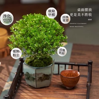 金丝楠木小叶赤楠盆景老桩盆栽苗花卉办公室内桌面小绿植好养四季图4