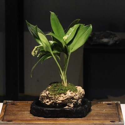 山野雅居 盆栽兰花自然造型吸水石盆足茎毛兰室内种植喜阴花卉图3