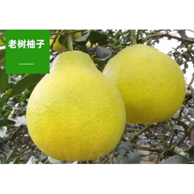 湖南江永香柚(4-5粒)约4.5kg/箱图5