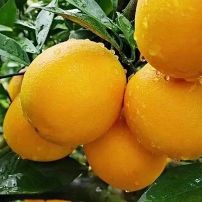 江西赣南脐橙(单果150g起)约2kg图2