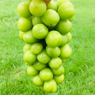 湖南阳光玫瑰葡萄约2kg/箱图2
