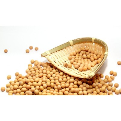 湖北中黄手工豆一等大豆图1