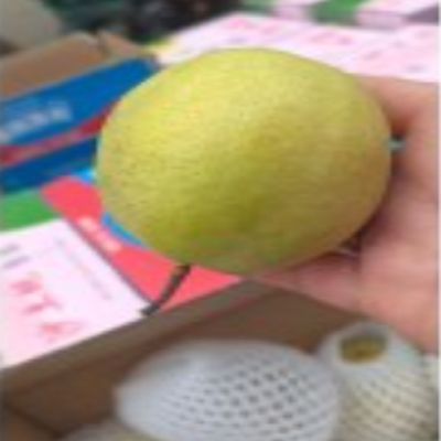 河北香梨约4.5斤/箱图4