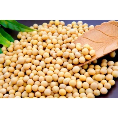 黑龙江佳木斯桦南43%蛋白大豆图1