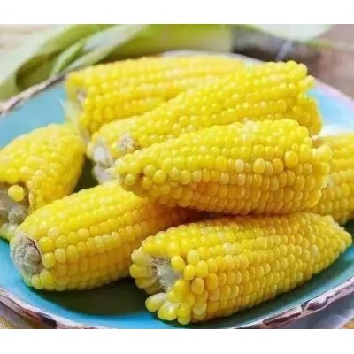 吉林公主岭容重725玉米图1