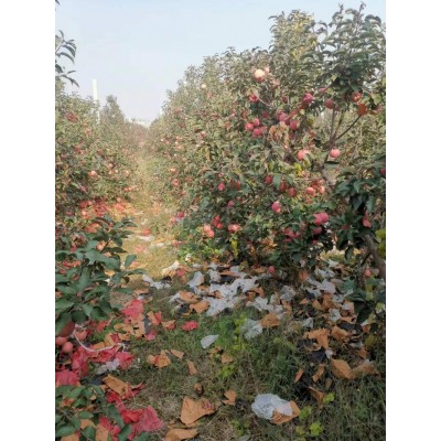 辽宁地区产 有机苹果 75-80# 7斤装（约20粒）图4