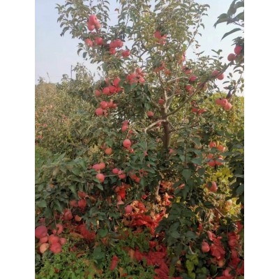 辽宁沈阳产 有机苹果80#7斤装（约24粒）图3