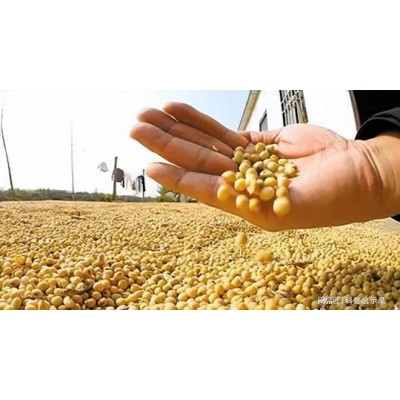 吉林延边敦化39.5蛋白塔选大豆图1