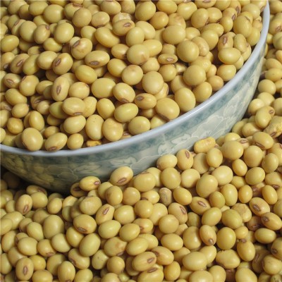黑龙江齐齐哈尔拜泉38.5%以上蛋白大豆图1