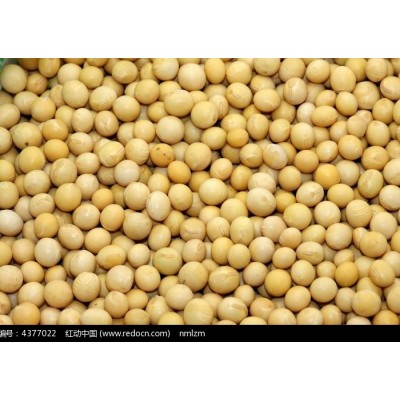 江苏盐城东台46%蛋白以上翠扇大豆图1