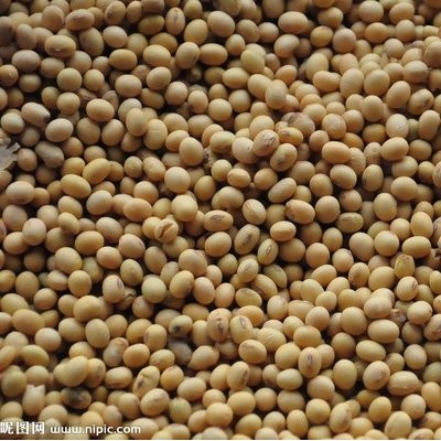江苏徐州黑脐王蛋白46%以上手工豆图1