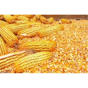 东北产2023年优质新玉米 容重720以上、水分15%以内2640.00元/吨