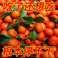 广西沙糖桔 9斤/箱