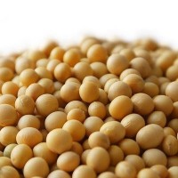 河南许昌2023年新产蛋白43%一级豆净粮价格