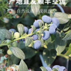 食可信蓝莓500g/盒装图5