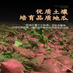 人类老家红薯粉条500g/袋图2