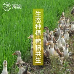 瑶珍鸭稻珍香米营养美味粒粒饱满5kg/袋图3