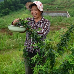 四川麻得跳藤椒油商用5L大桶特麻特香花椒油米线麻辣烫麻椒油批发图4