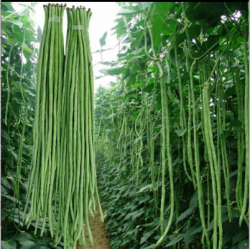 河南土特产天中农家豇豆2.5kg/袋图5