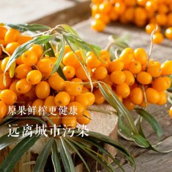 苏弥山青海沙棘原汁健康鲜榨即饮原液养生营养原浆盒装50ml*16瓶图2