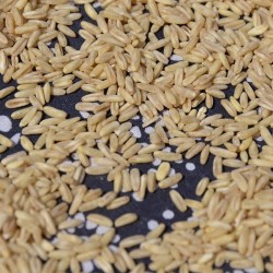 吾爱吾谷燕麦胚芽米5斤燕麦米仁张家口农家自产五谷杂粮全胚芽裸燕麦米图4