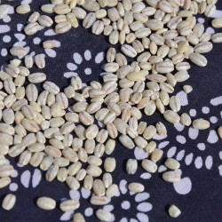 吾爱吾谷西藏正品白青稞米1kg/盒 青稞酒奶茶辅食粥米原料青稞香米图5