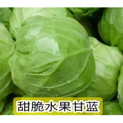 圆白菜批发10斤图2