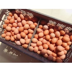 批发整箱红皮鲜鸡蛋净重44斤筐148元/筐 养殖场直供图3