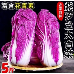 花青素营养白菜2-3斤一颗图3