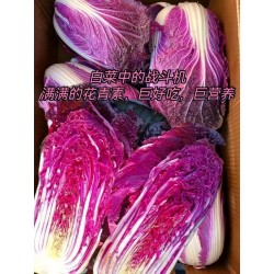批发花青素营养白菜10颗30斤左右