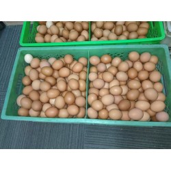 批发整框红皮鲜鸡蛋 净重40斤筐142元/筐 净重44斤筐仅148元 养殖场直供 免费送货图7