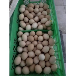 批发托装粉皮鸡蛋12托 净重44斤/箱 152元 养鸡场直供 北京地区免费配送图5